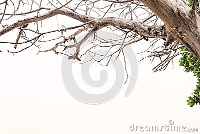 Dead branches on white background with copy space Stock Photo