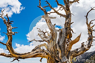 Dead Bristlecone pine Pinus longaeva on a white clouds and blue sky background, Death Valley National Park, California Stock Photo