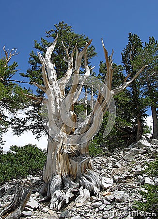 Dead Bristlecone Pine tree in the Great Basin National Park, Nevada Stock Photo