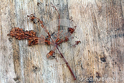 A dead, broken autumn sheet Stock Photo