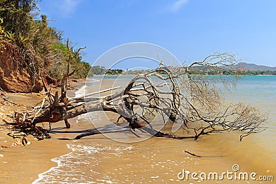 Dead broken tree in sea after storm, hurricane Stock Photo