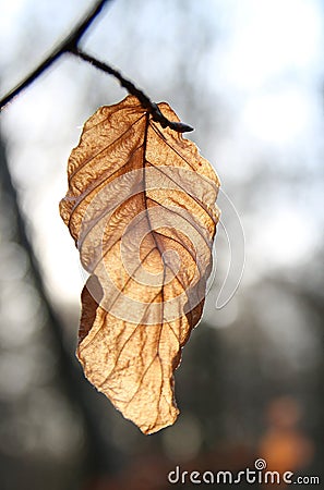 Dead Brown Autumn leaf Stock Photo