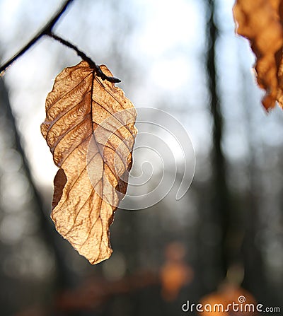 Dead Brown Autumn Leaf with shallow background Stock Photo