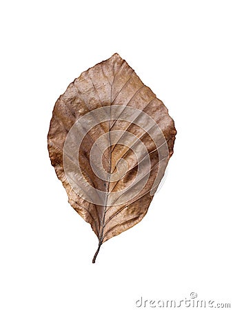 Dead brown leaf isolated on white background. Dry single leaf close-up Stock Photo