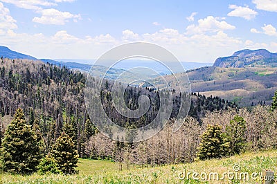 Panorama of Pine Beetle Devestation in the High Mountains of Northern New Mexico Stock Photo