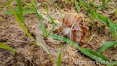 Dead brown snail with a broken shell land in the grass Stock Photo