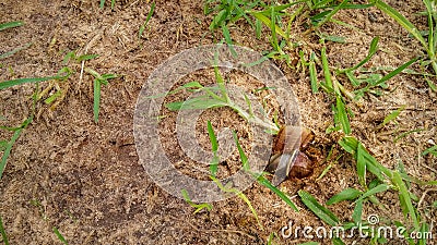 Dead brown snail with a broken shell land in the grass Stock Photo