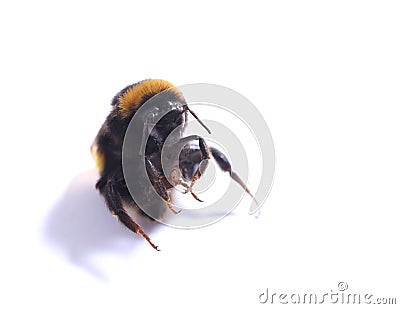 Dead bumblebee insect death nature conservation Stock Photo