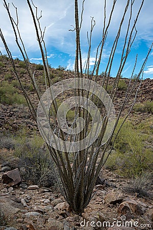 Dead cactus lying on the ground Ocotillo plant (Fouquieria splendens) in the desert of Arizona Stock Photo