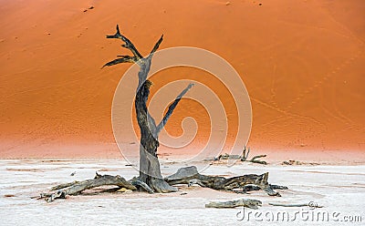 Dead Camelthorn Trees and red dunes, Deadvlei, Sossusvlei, Namibia Stock Photo