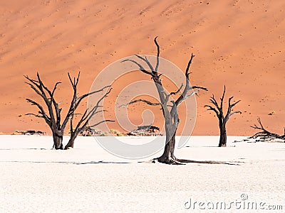 Dead Camelthorn (Acacia erioloba) Trees in Dead Vlei, Namibia Stock Photo