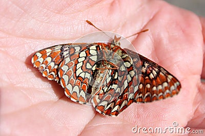 Dead Checkerspot Butterfly Stock Photo