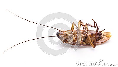 Dead cockroach Stock Photo