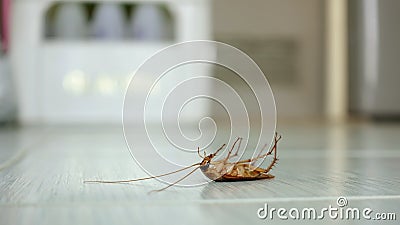 Dead cockroach on the floor Stock Photo