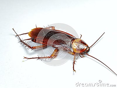 Dead Cockroach Roach isolated with white background Stock Photo