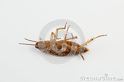 dead cockroach on white background Stock Photo