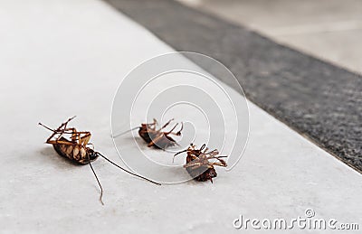 Dead cockroaches on the floor with copy space, killed cause of bacteria and disease in the house Stock Photo