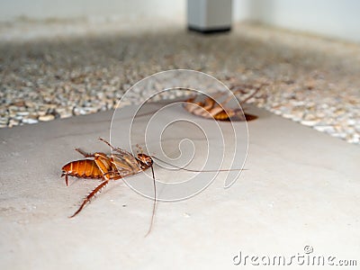 Dead cockroaches on the floor in home Stock Photo