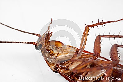 Dead cockroaches white background Stock Photo