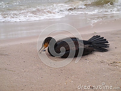 Dead cormorant Stock Photo