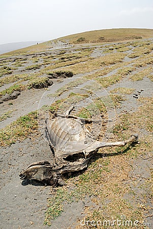 Dead cows on the ground, Great Rift Valley, Tanzania, Eastern Africa Stock Photo