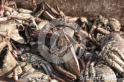 Dead crabs in a pile on the pier Stock Photo