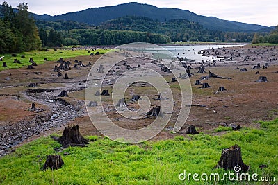 Dead Cut Stumps in Riverbed Stock Photo