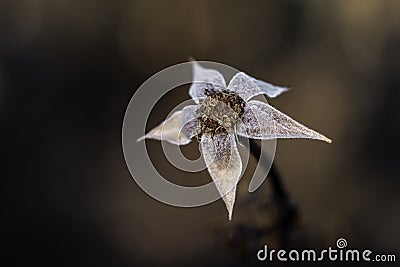 A dead daisy in the winter Stock Photo