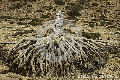 Dead Dragon Blood Tree, Dracaena cinnabari, Socotra dragon tree, Threatened species Stock Photo