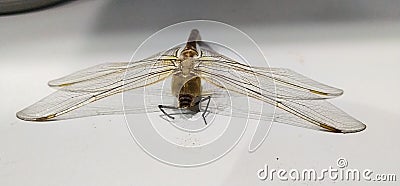 Dead dragonfly with beautiful wings n body Stock Photo