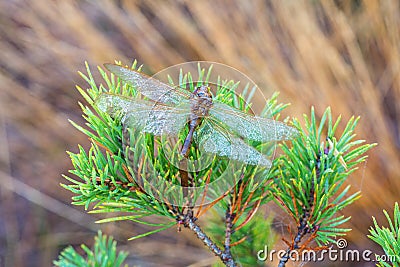 Dead Dragonfly lying on pine branch Stock Photo