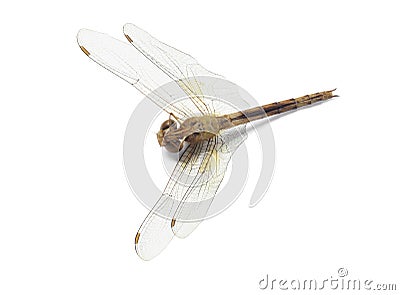 Dead Dragonfly Stock Photo