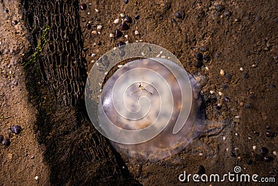 Dead dragonfly stuck on dead jellyfish at south of thailand shores Stock Photo