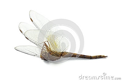 Dead Dragonfly Stock Photo