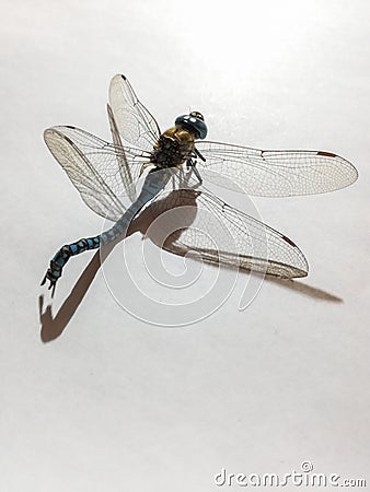 A dead dragonfly on white background Stock Photo