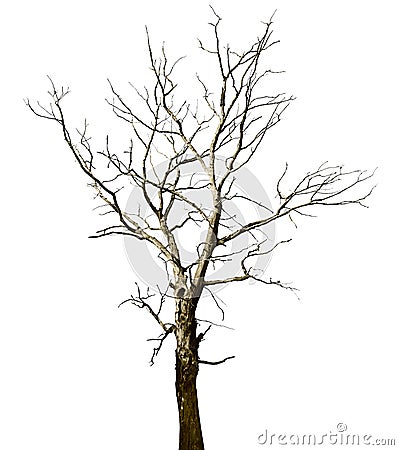 Dead dried oak tree isolated on white Stock Photo