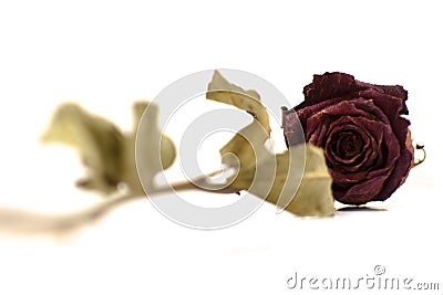 Dead dried rose on white background Stock Photo