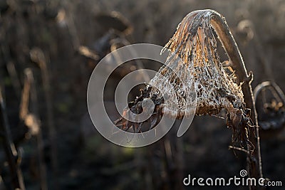 dead dried sunflower head with fibers at the sunset Stock Photo
