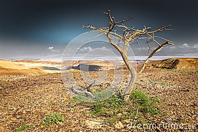 Dead dry desert tree plant arid landscape Stock Photo