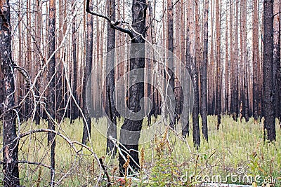 Dead dry pine forest after major forest fire wildfire. Consequences of wildfire - charred trees and no needles. Recovery of gree Stock Photo