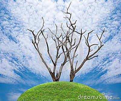 dead dry tree on green meadow Stock Photo