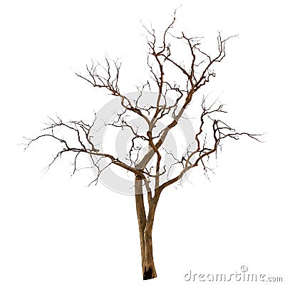 Dead and dry tree Stock Photo