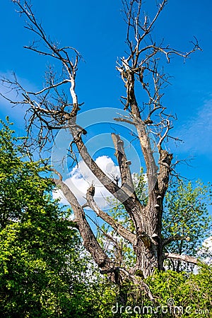 Dead tree remaining within wetlands wooded meadows of Lawice Kielpinskie natural reserve at the Vistula river near Lomianki Stock Photo