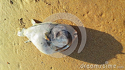 dead tropical fish on the sand Pollution concept. Stock Photo