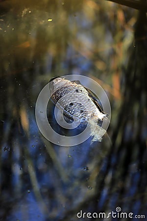 Dead fish in a contaminated lake perched by flies Stock Photo