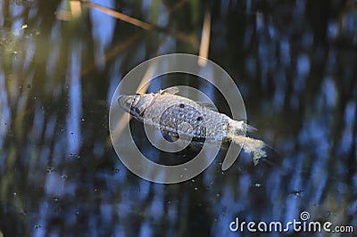 Dead fish in a contaminated lake perched by flies Stock Photo