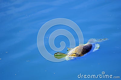 Dead fish floating Stock Photo