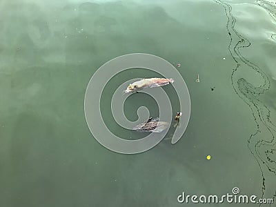 Dead fish and green waste water surface pollution Stock Photo