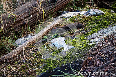 Dead fish by marsh land in December Stock Photo