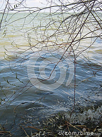 Dead fish nailed to the shore of the lake Stock Photo